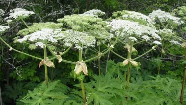 Зображення 10