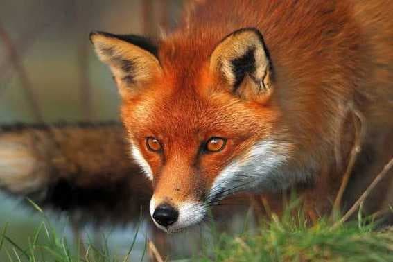 Зображення 10