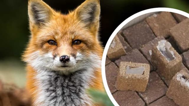 Зображення 11