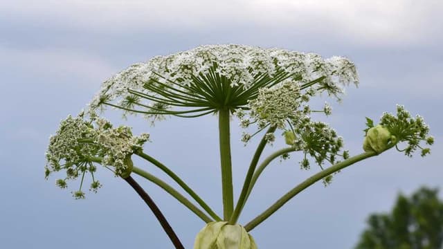 Зображення 15