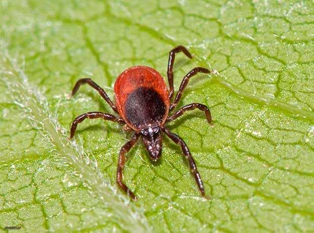 Зображення 13