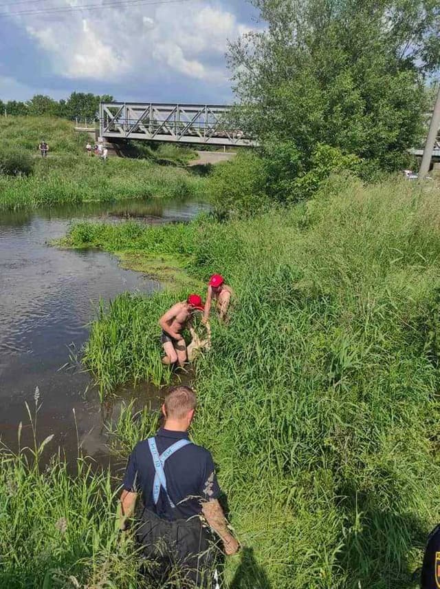 Зображення 11